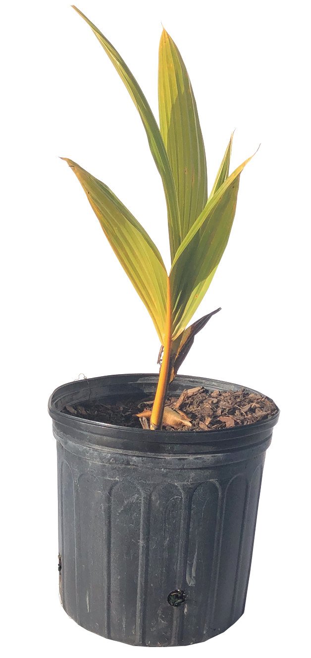 Coconut Palm Tree, Yellow Malayan Dwarf 2 feet, 3-gal Container from Florida