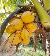 Yellow Malayan Dwarf Coconut Palm Tree