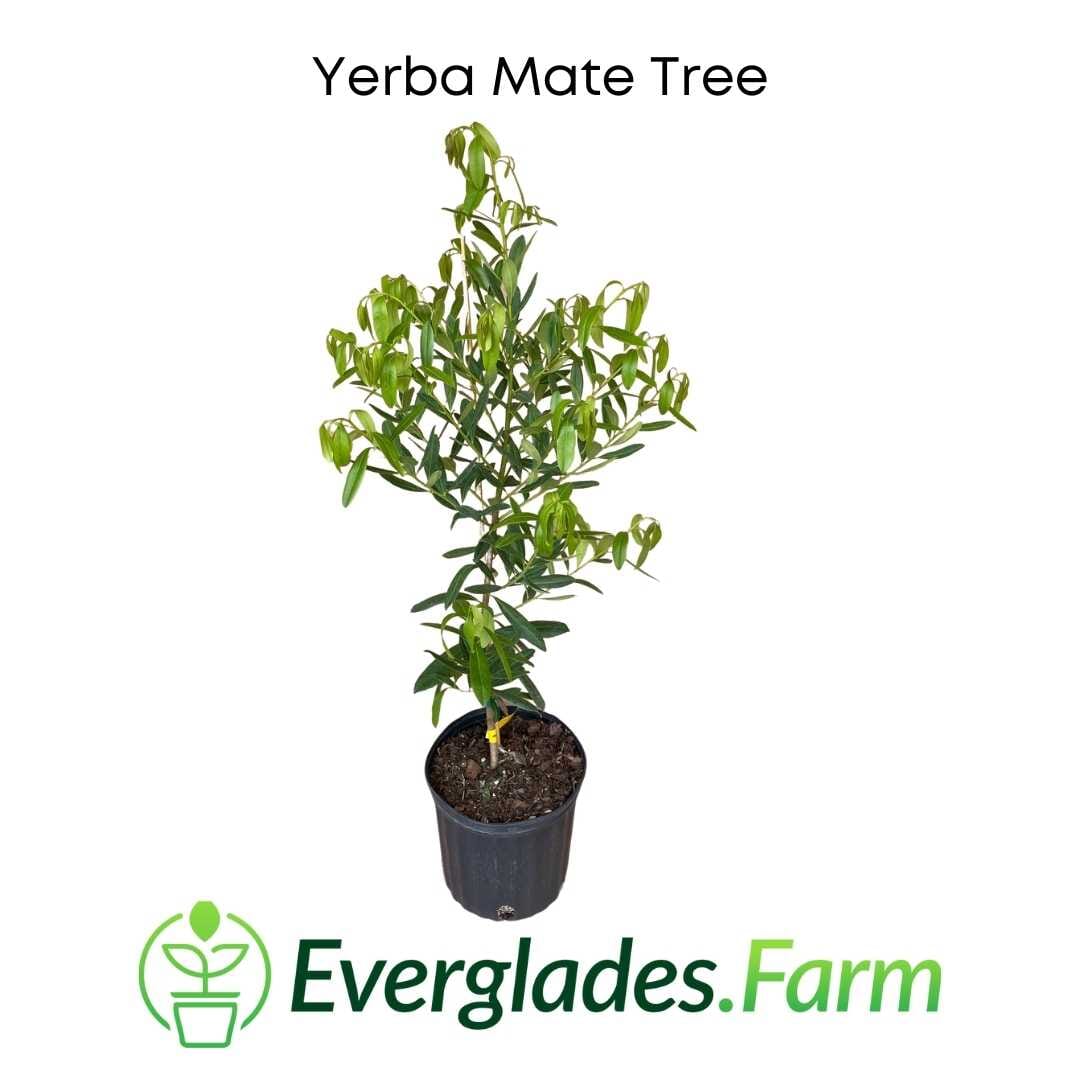 Yerba Mate Tree 118-Agri-Starts Inc
