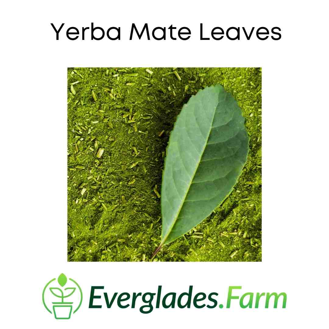 Yerba Mate Tree