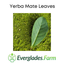 Load image into Gallery viewer, Yerba Mate Tree fast growing for Sale from Florida
