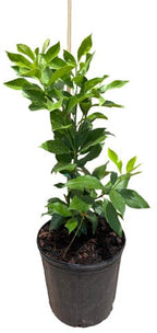Yuzu Exotic Citrus Tree 113-Brite Leaf Citrus Nursery