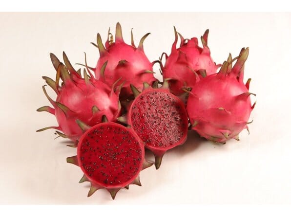 Zamorano Pitaya, Dragon Fruit, Dark Red Fruit Fruit Trees 103-Pine Island Nursery 