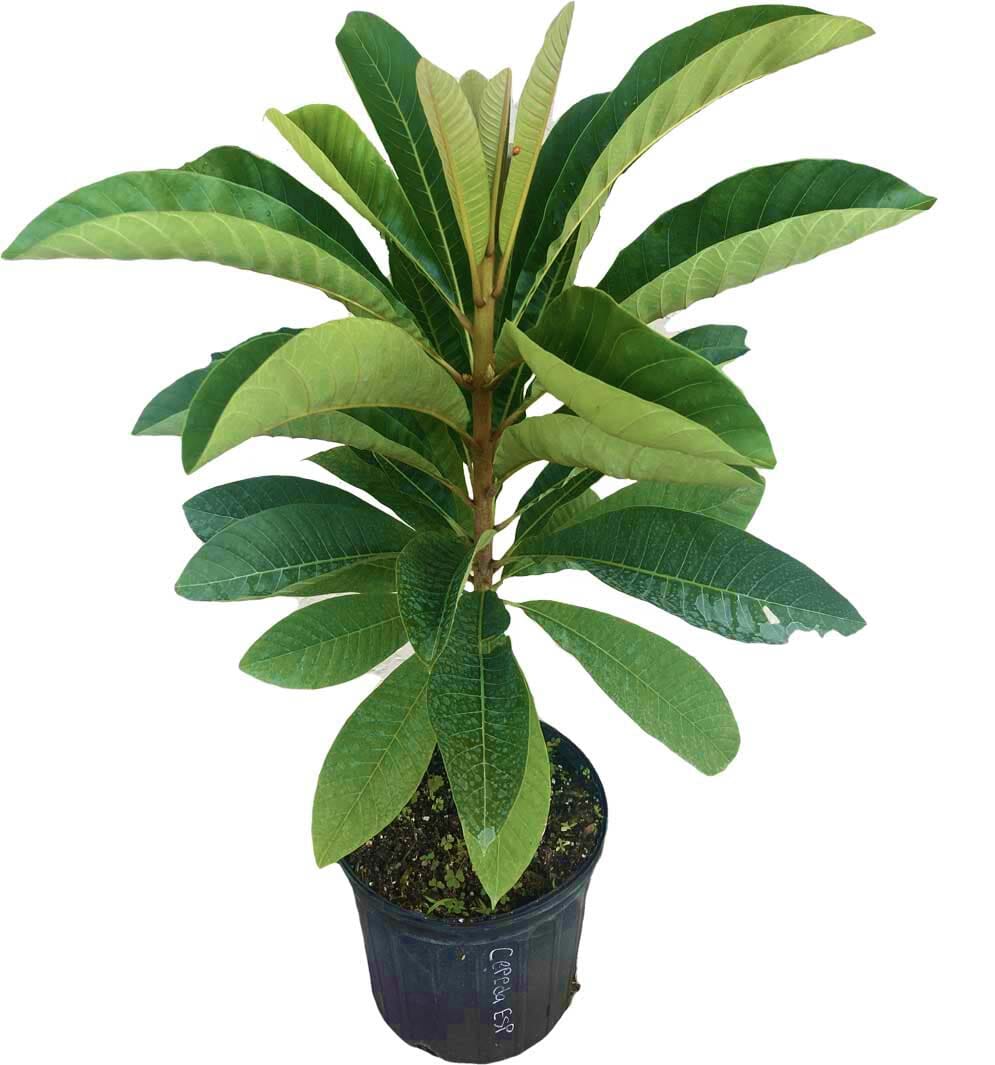 Mamey Sapote Zepeda Tree, Grafted 112-Lara Farm 