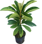 Mamey Sapote Zepeda Tree, Grafted 112-Lara Farm 